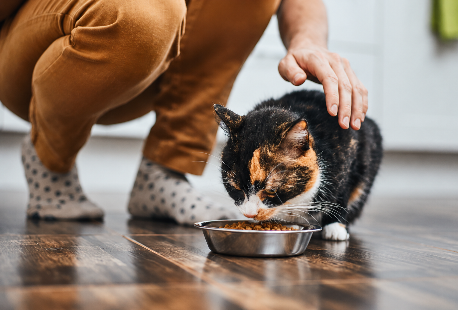 Pet nutrition formulation with fermented botanicals