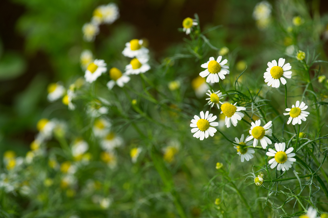 Plant used for Fermented Chamomile
