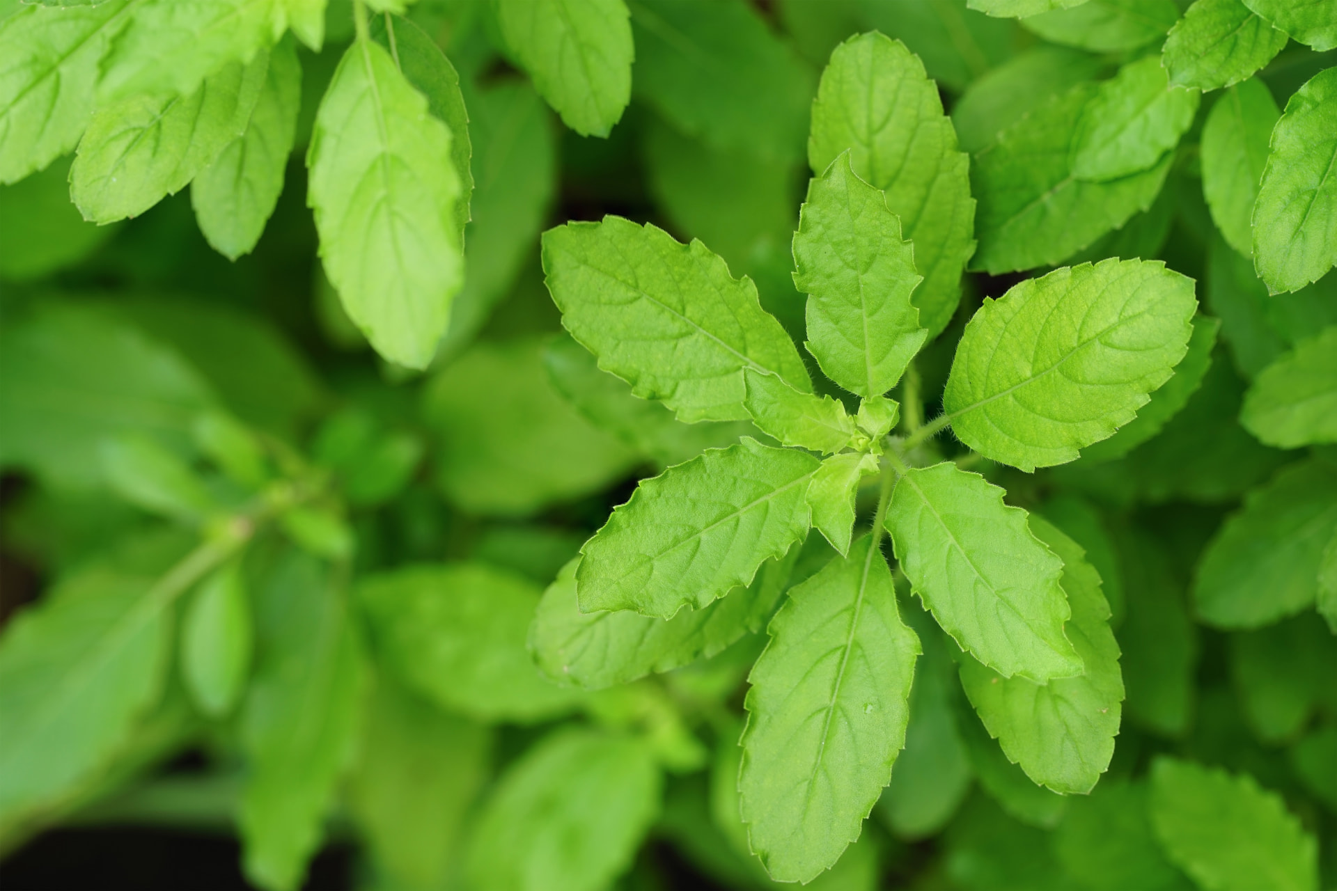 Plant used for Fermented Holy Basil
