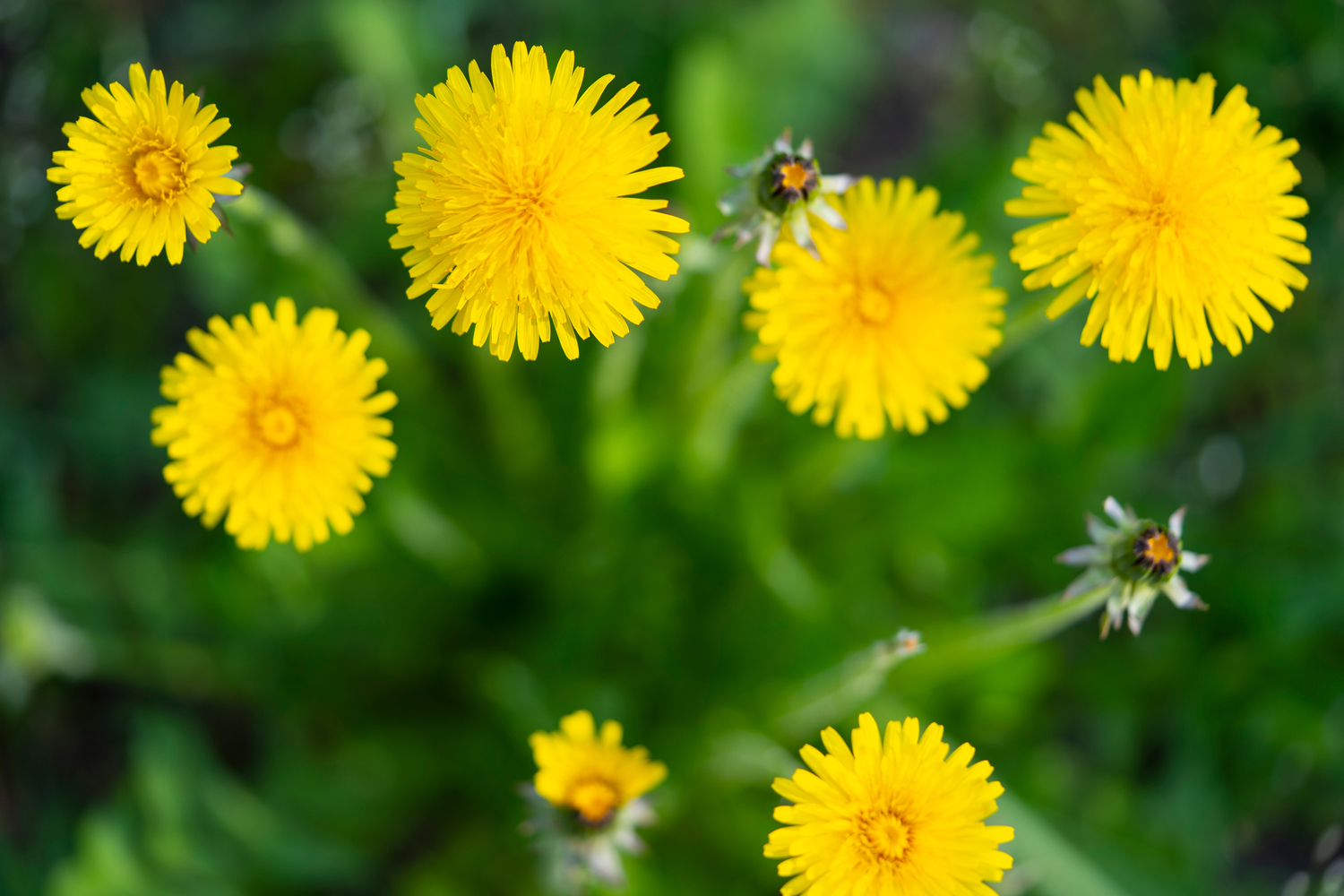 Plant used for Fermented Dandelion