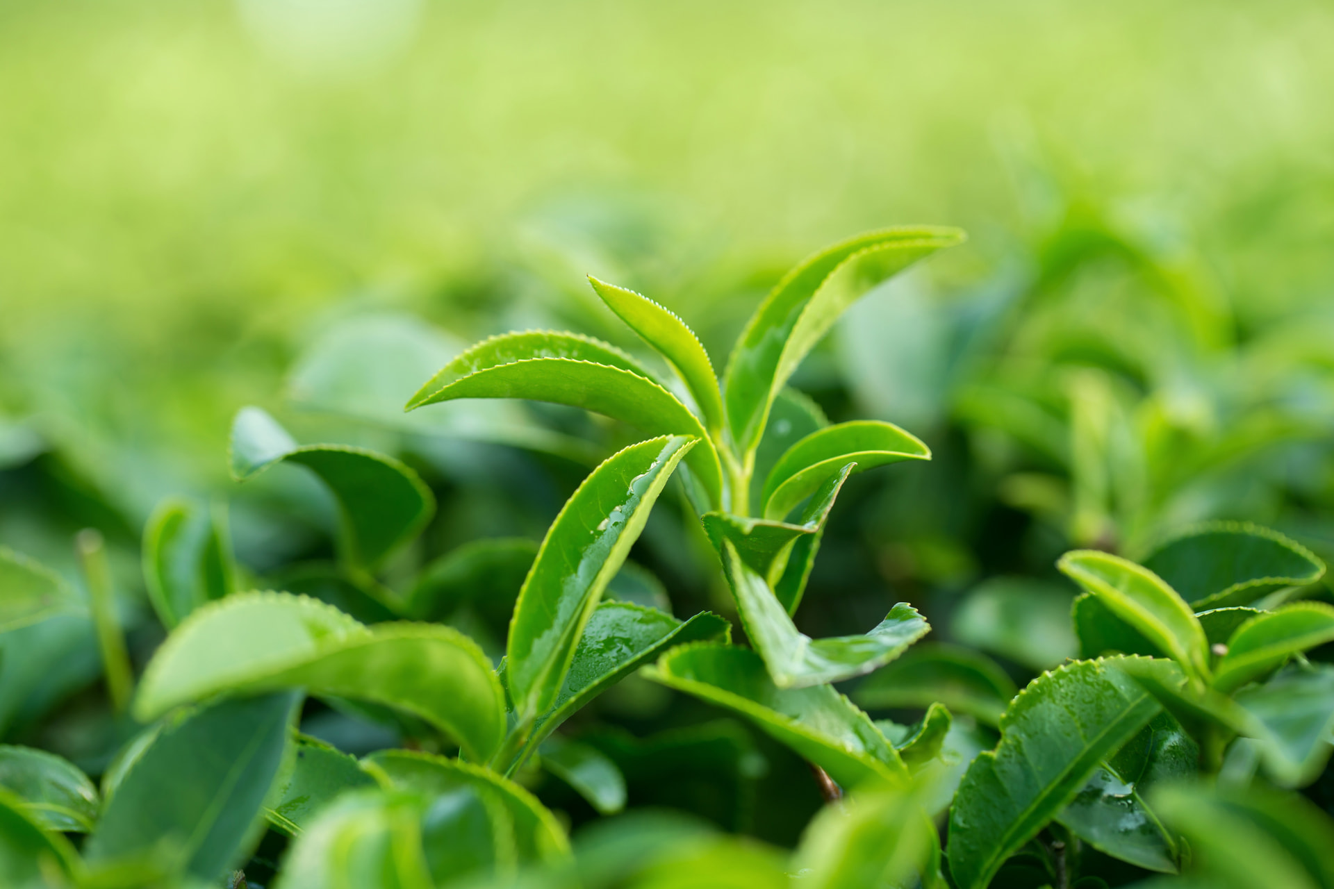 Plant used for Green Tea Kombucha Base