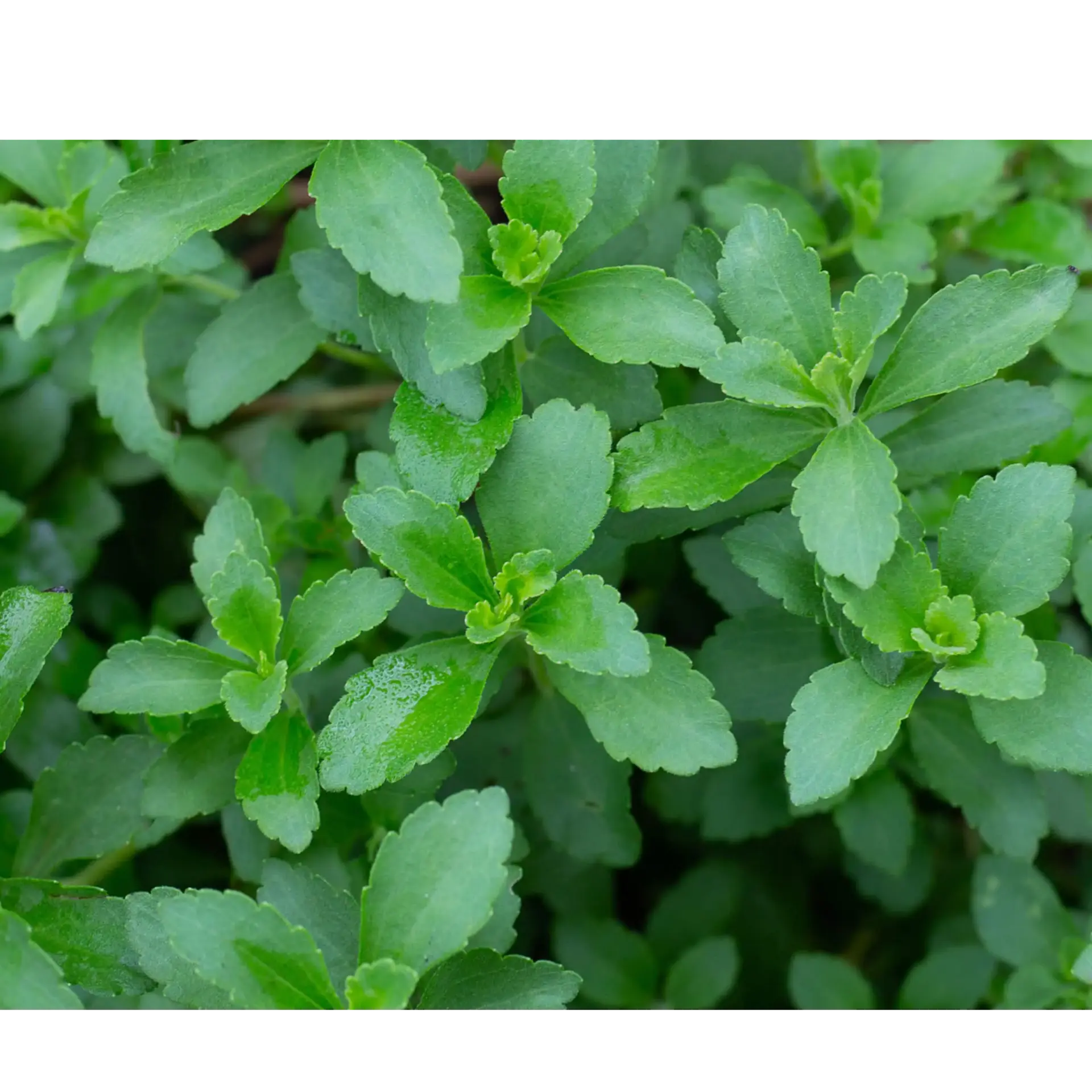 Plant used for Fermented Stevia Leaf