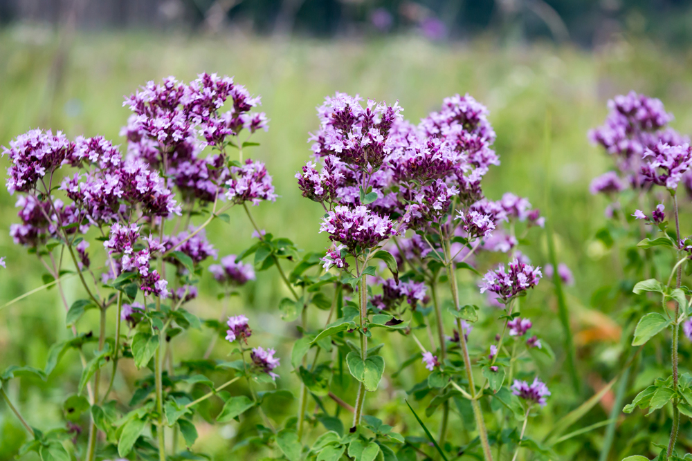 Plant used for Fermented Oregano
