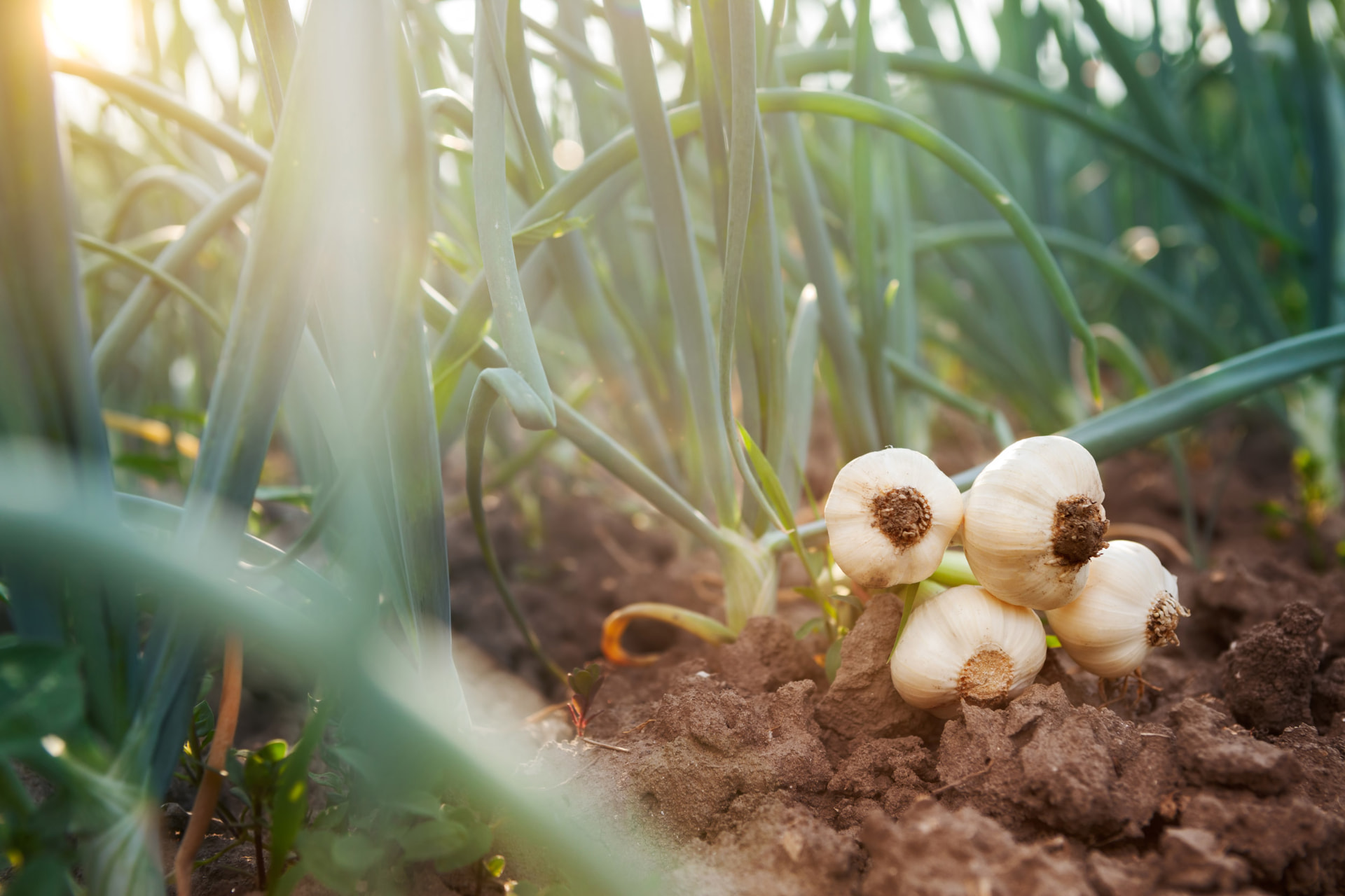 Plant used for Fermented Garlic
