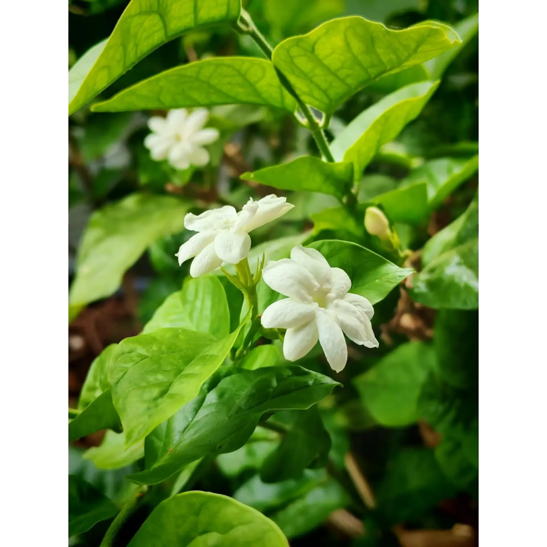 Plant used for Jasmin Tea Kombucha Base