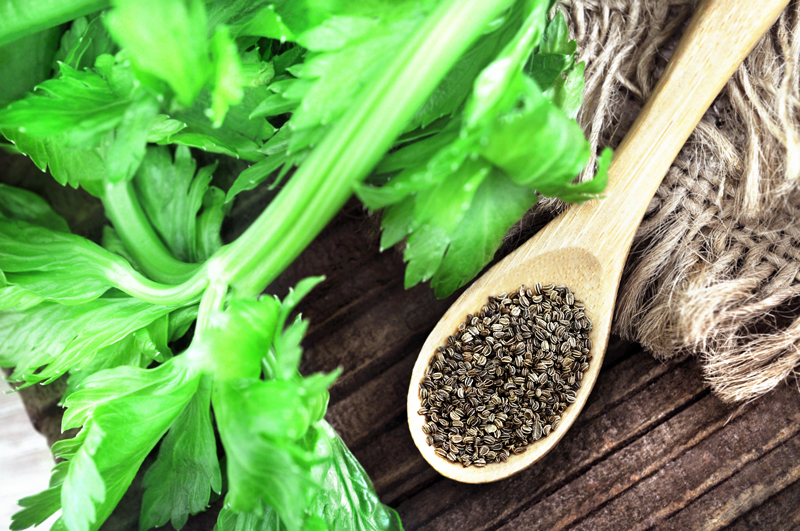 Plant used for Fermented Celery