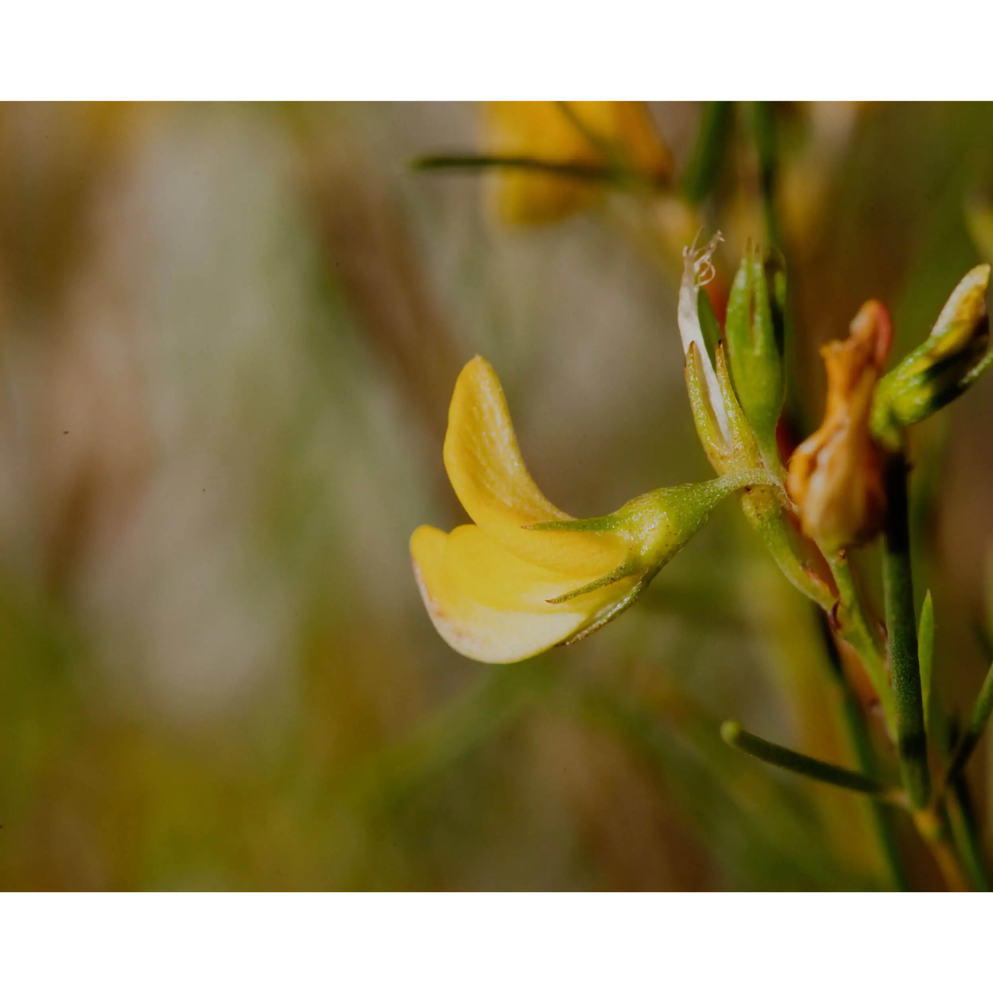 Plant used for Fermented Rooibos