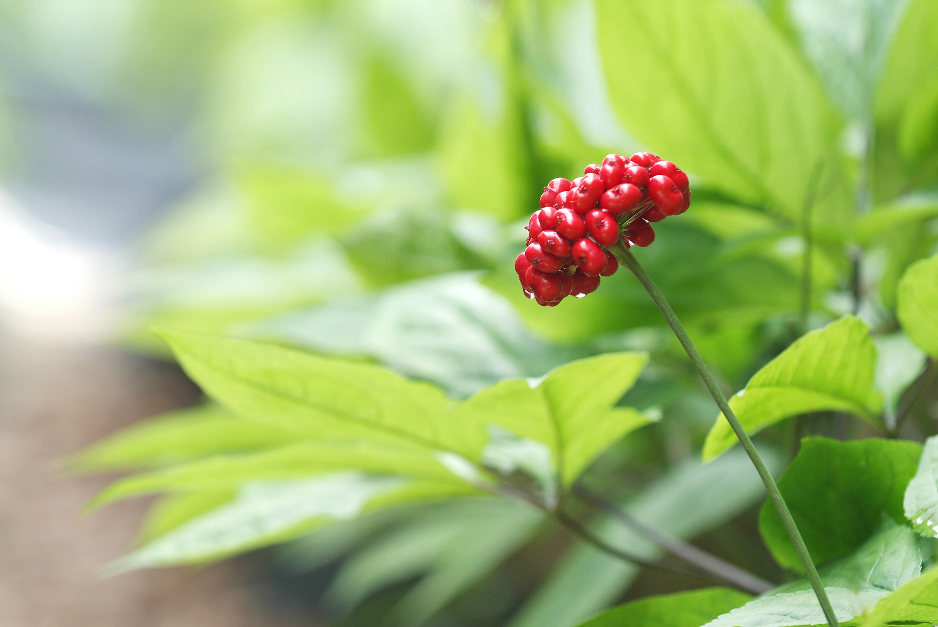 Plant used for Fermented Ginseng
