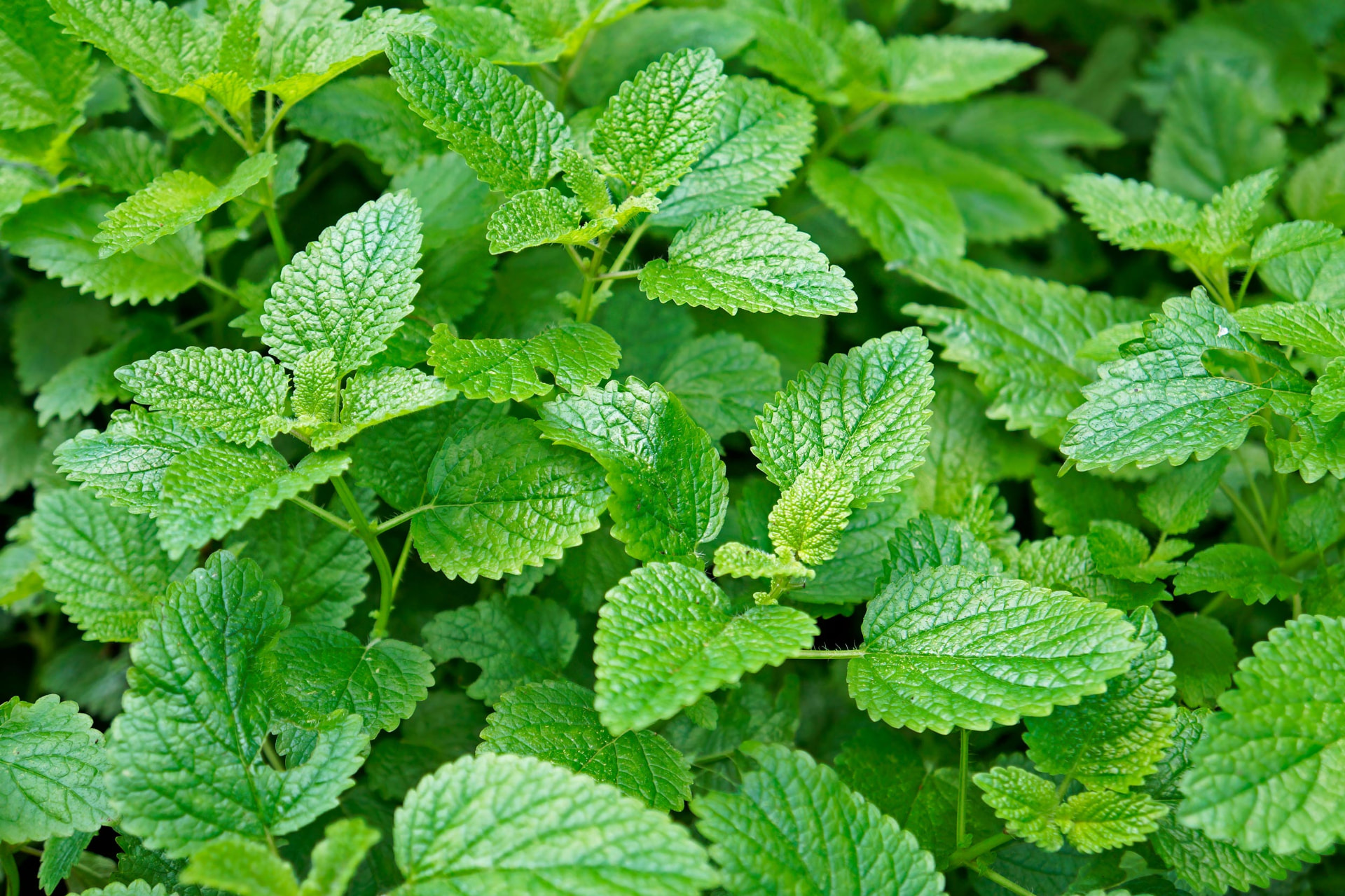 Plant used for Fermented Lemon Balm