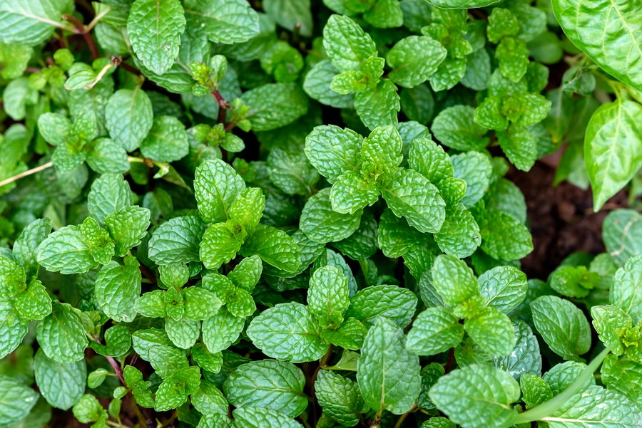 Plant used for Fermented Peppermint