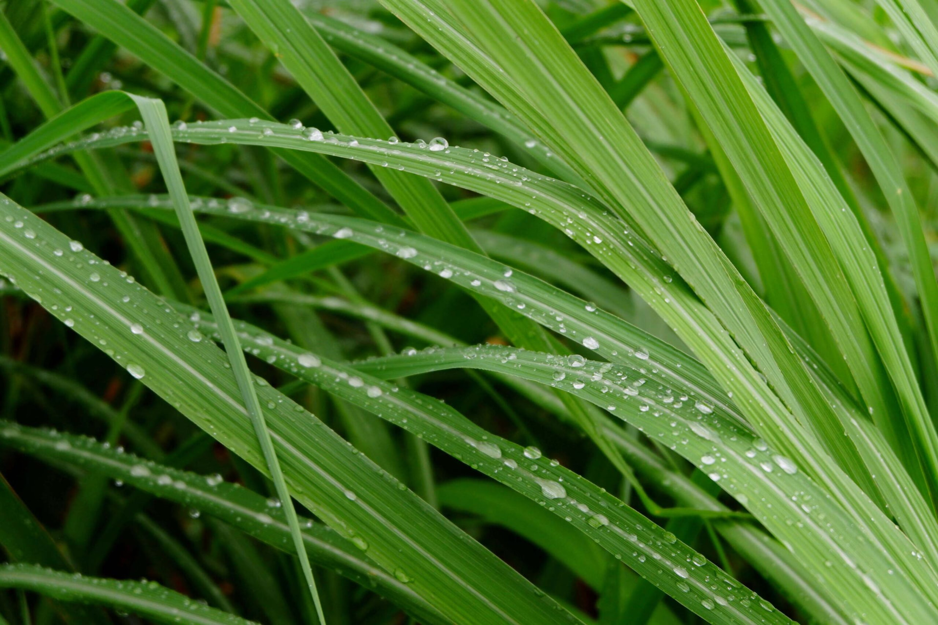 Plant used for Fermented Lemongrass