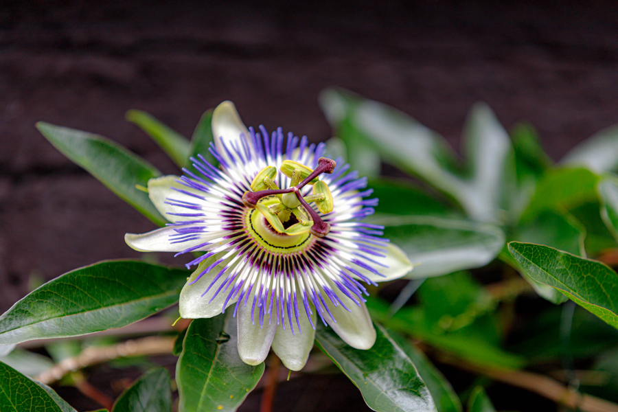 Plant used for Fermented Passionflower