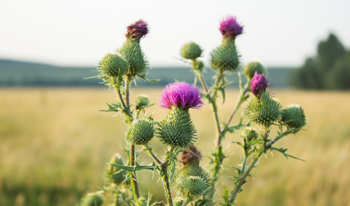 Plant used for Fermented Milk Thistle