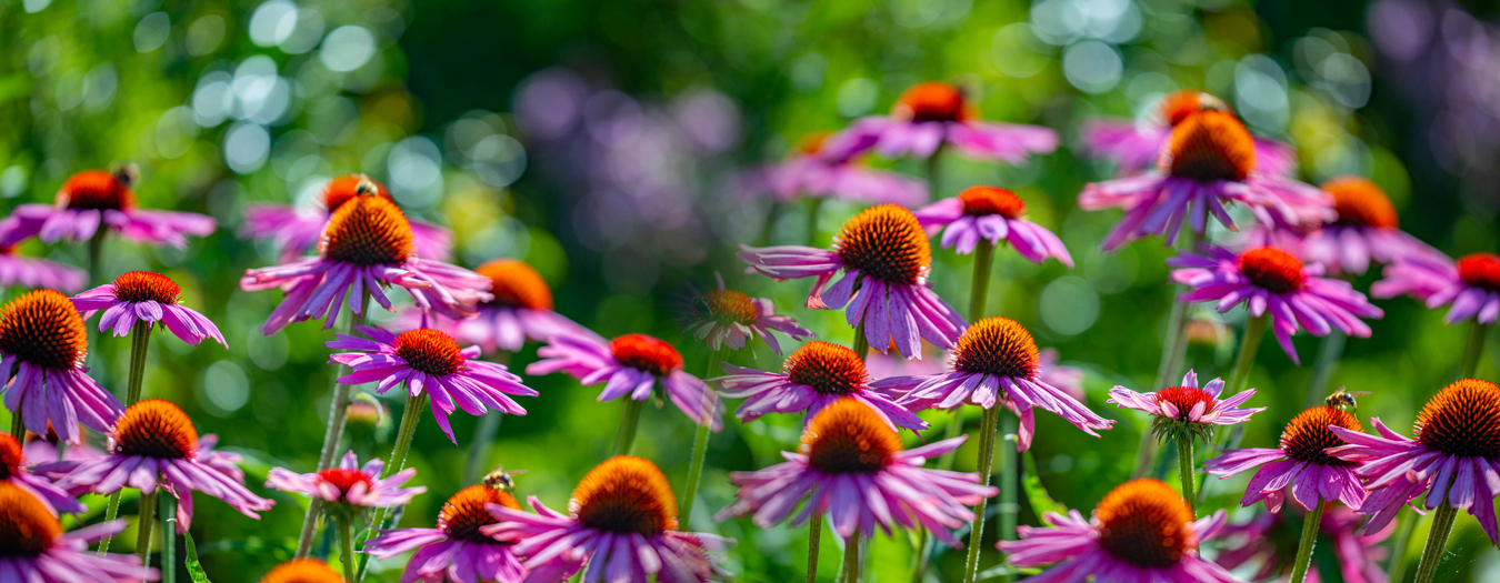 Plant used for Fermented Echinacea