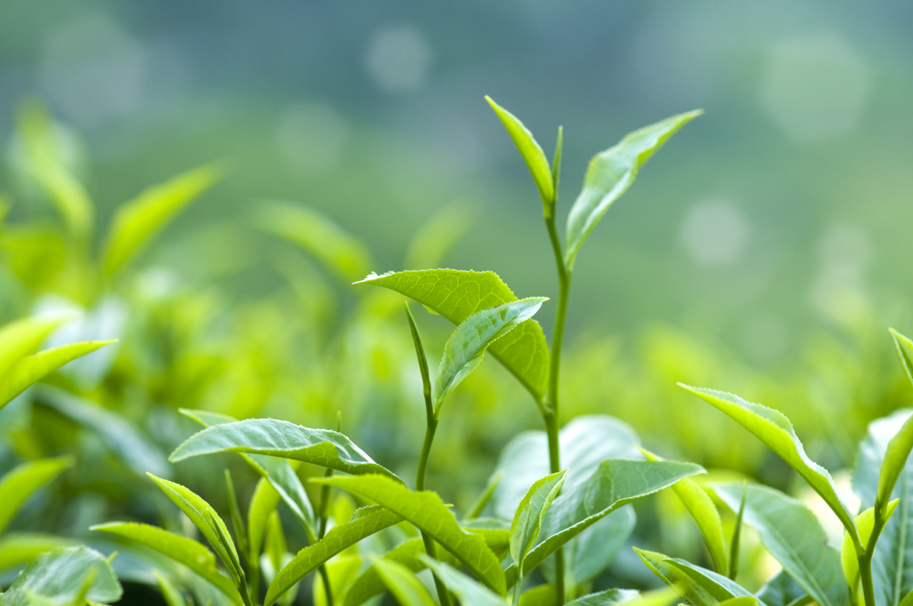 Plant used for Black Tea Kombucha Base