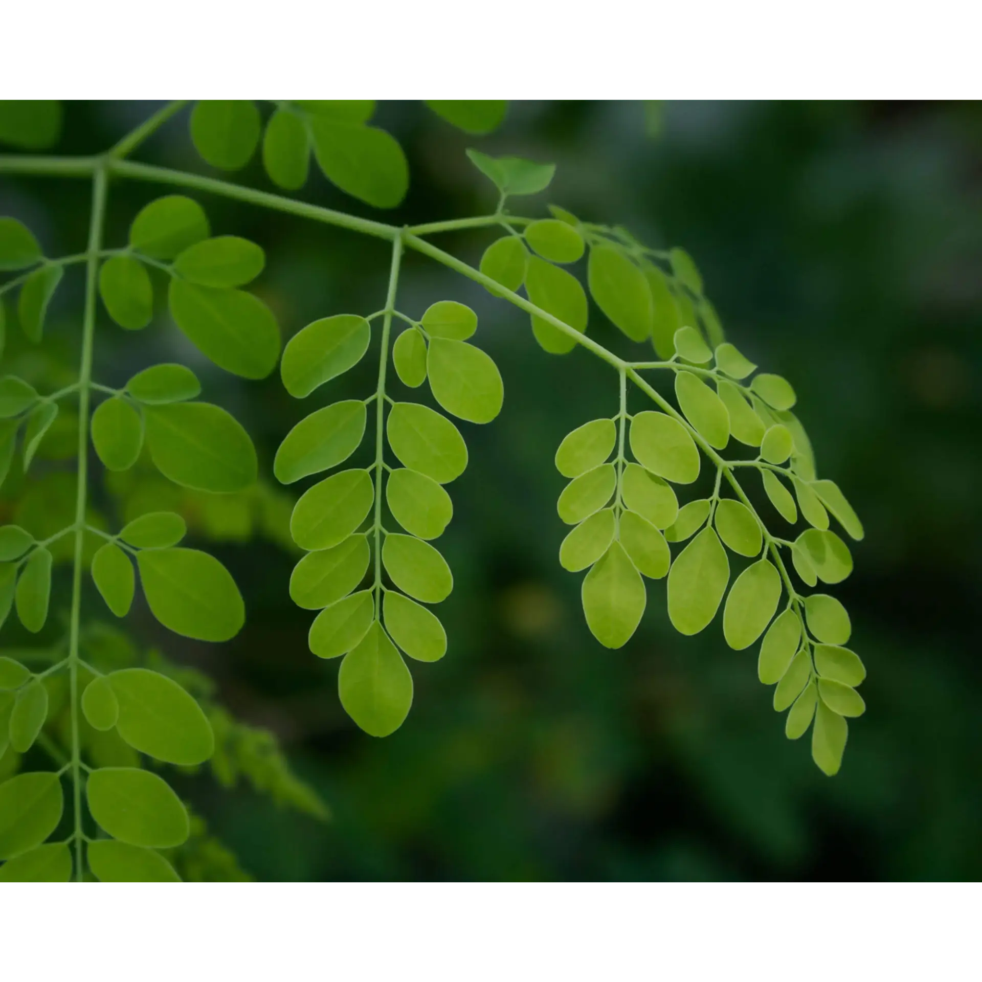 Plant used for Fermented Moringa