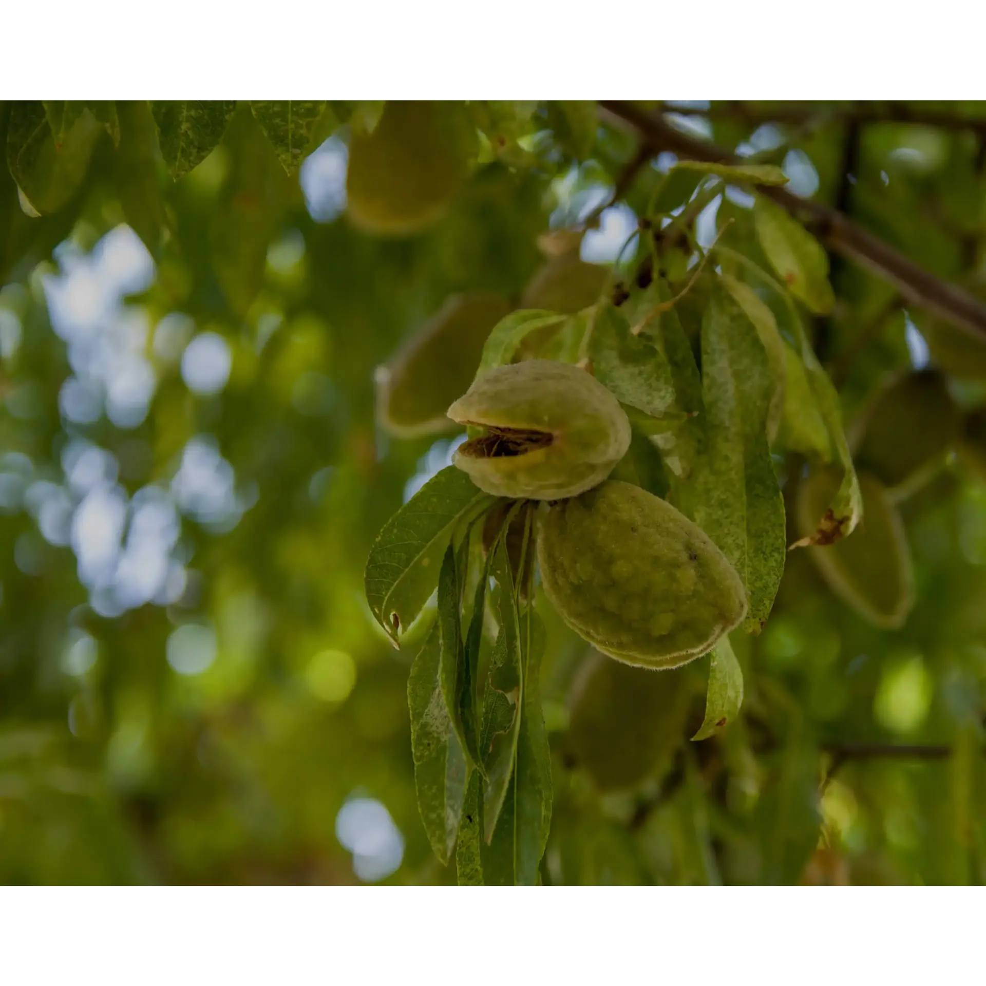 Plant used for Fermented Cascara