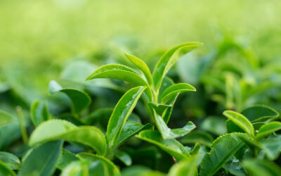 Green tea (Kombucha)