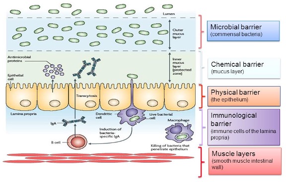 ImmuneSystem-1